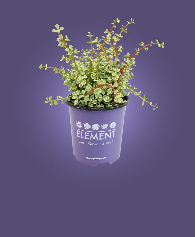 Element succulent in a container