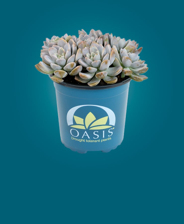 container with Oasis succulent