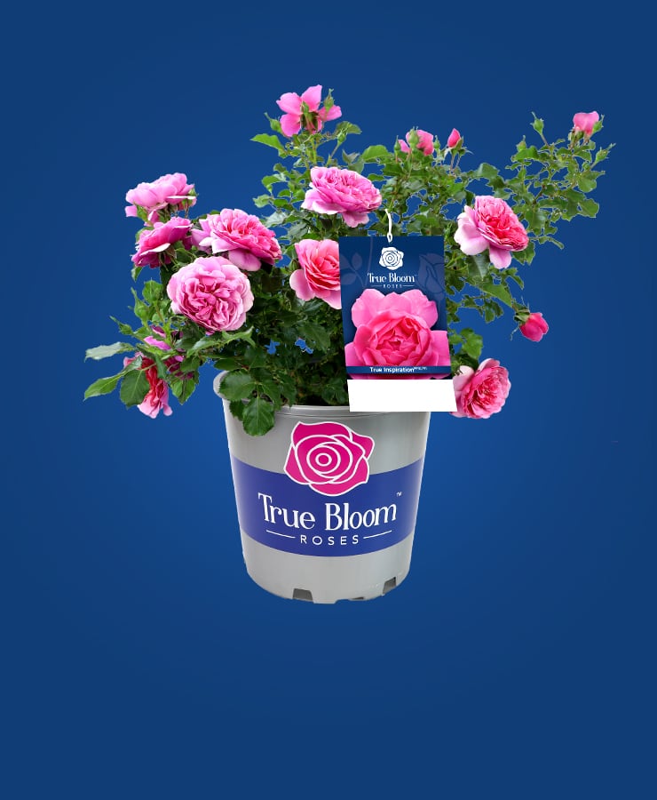 True Bloom Roses®