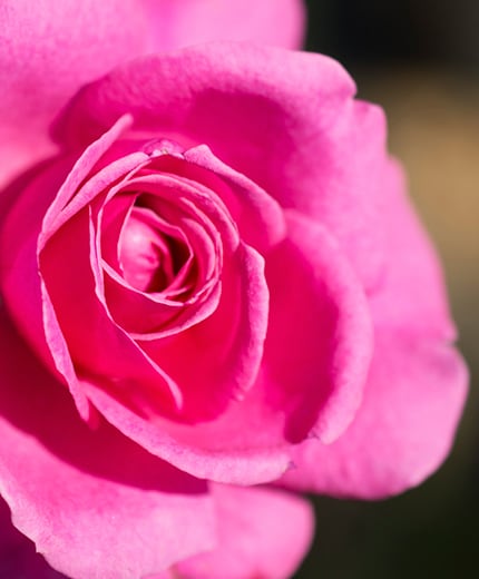 True Bloom Roses®