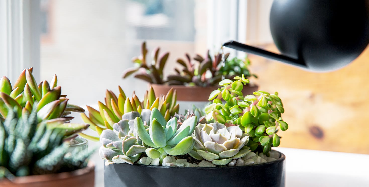 photo of potted Element succulents being watered on an indoor table