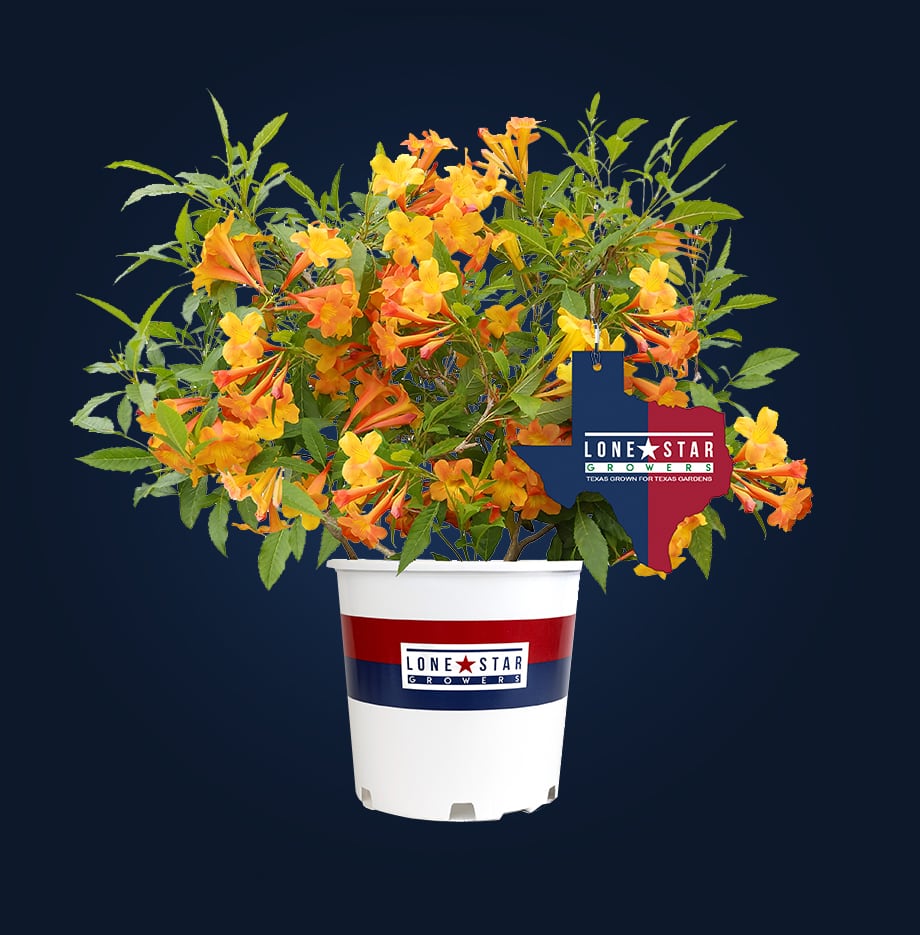 container with Tecoma Sun Trumpet flowers