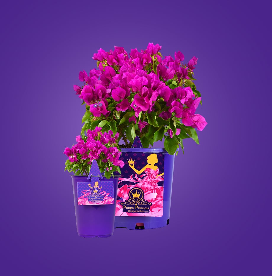 large and small containers of Purple Princess Bougainvilleas