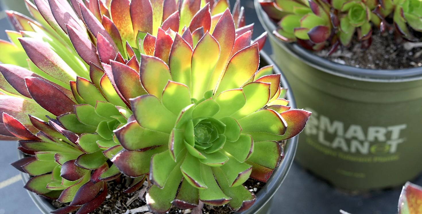 closeup photo of Smart Planet Houseleek succulent