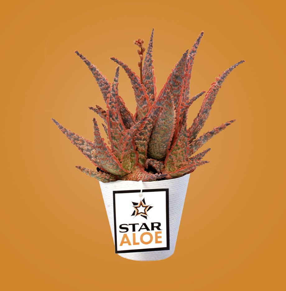 container with Star Aloe "Firecracker" plant