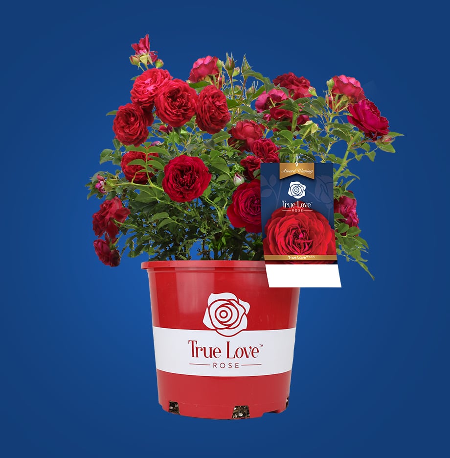 container of True Love Roses
