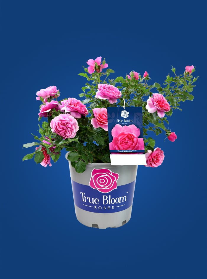 container of True Bloom Roses