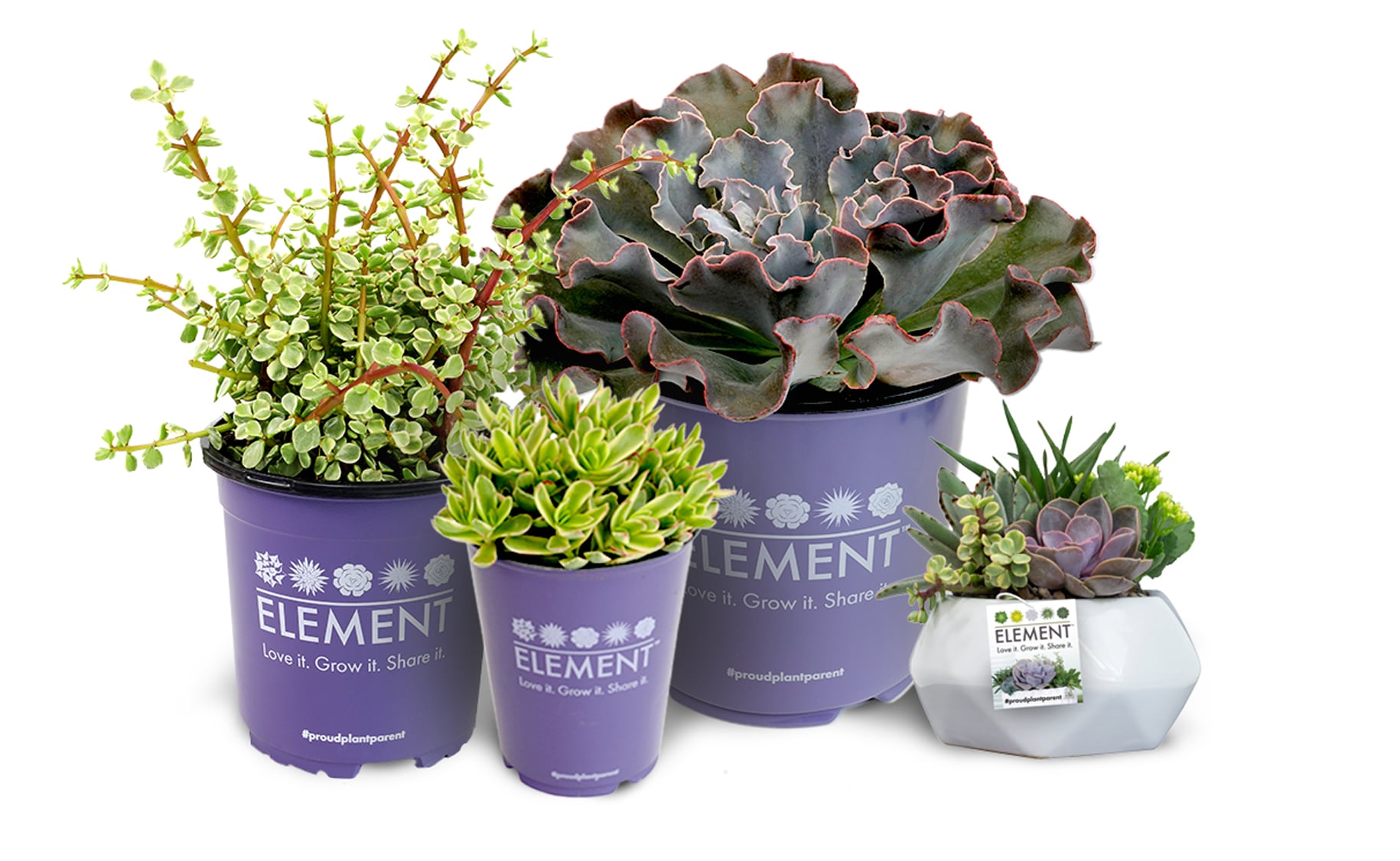 group of containers featuring Element plants