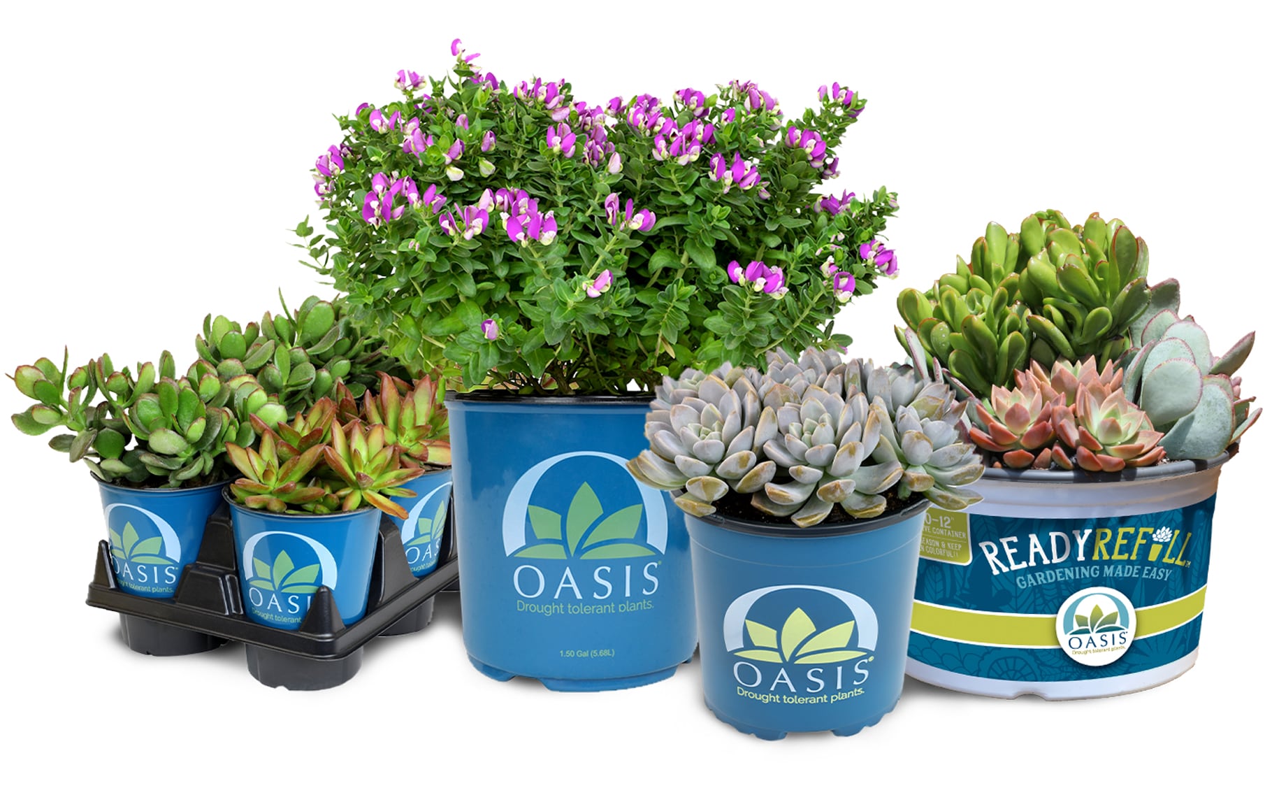 grouping of Oasis succulents on various-sized containers