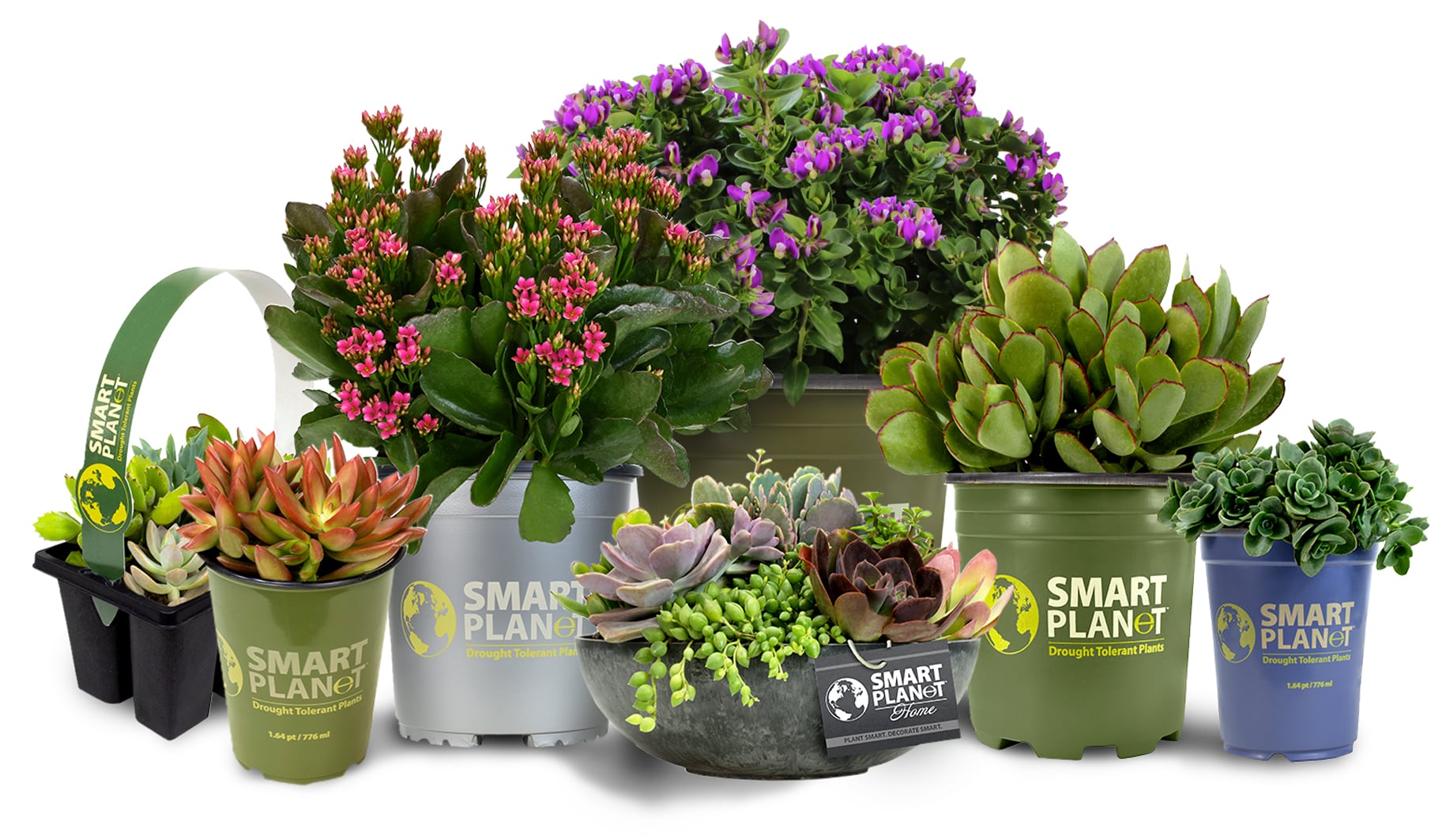 An assortment of Smart Planet plants