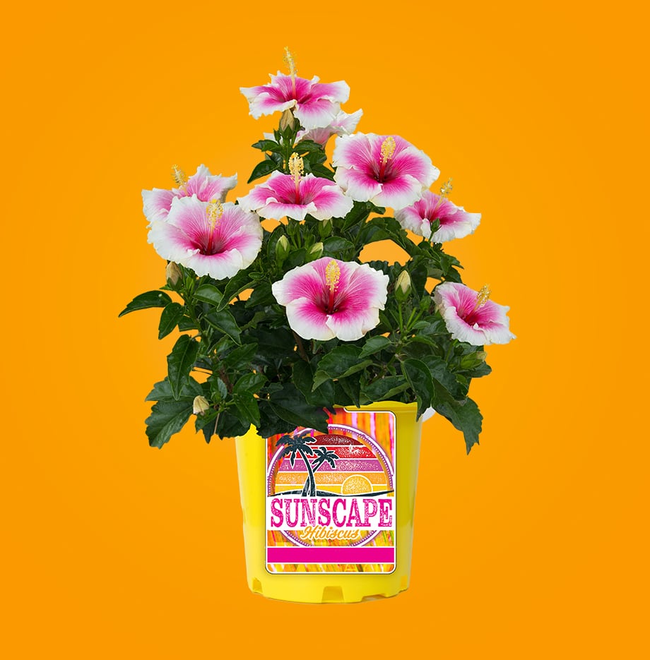 container with Sunscape Hibiscus flowers