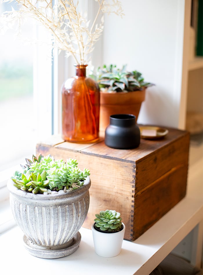 arrangement of Element succulents on a table by the window