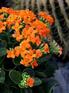 Smart Planet Drought-Tolerant Plants | Altman Plants