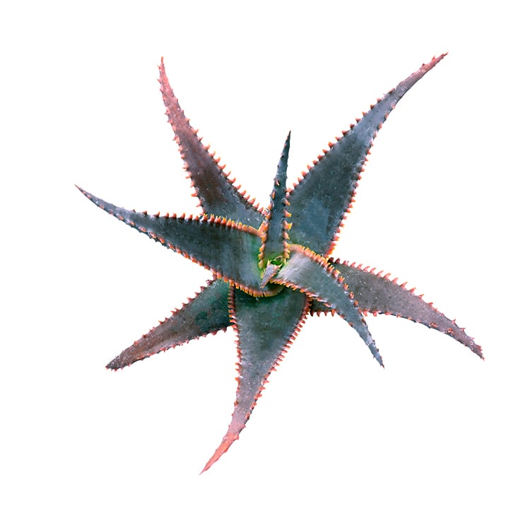 Aloe 'Swordfish' PP32,010