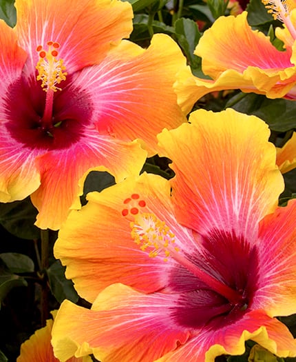 Hibiscus Sunset PPAF