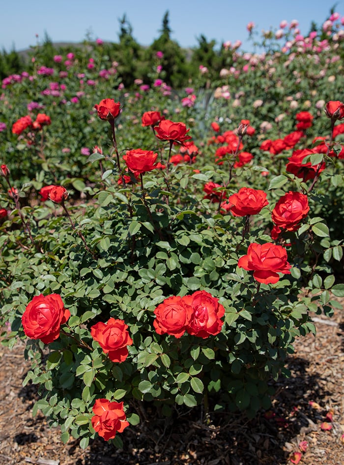 outdoor photo of True Bloom Roses