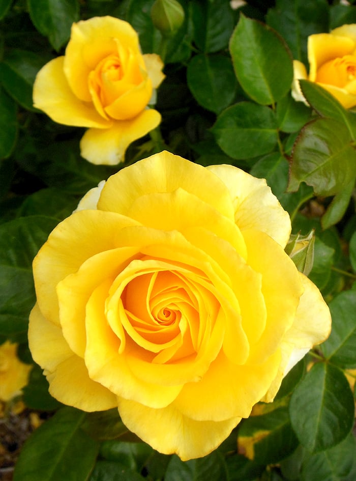 close-up photo of Lone Star Rose