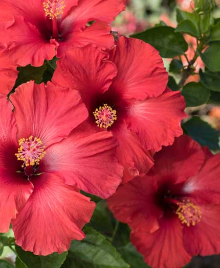 Hibiscus Red Hot PPAF