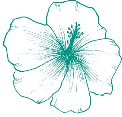 illustration of a hibiscus flower