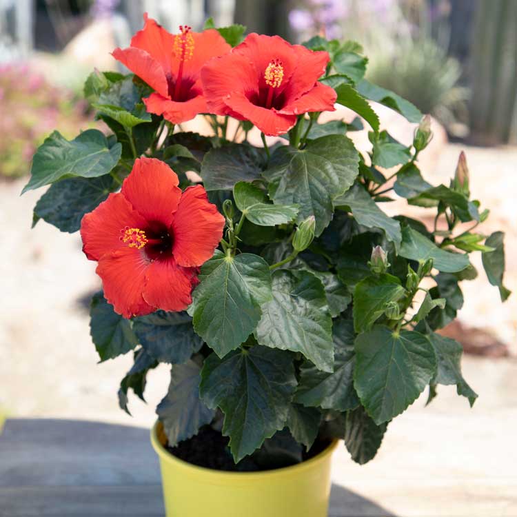 Hibiscus Red Hot PPAF