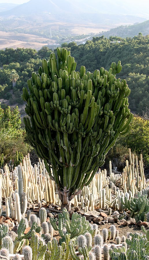 a large candelabra-like cactus stands outside, surrounded by smaller cacti