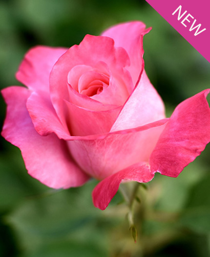 True Bliss True Bloom Roses