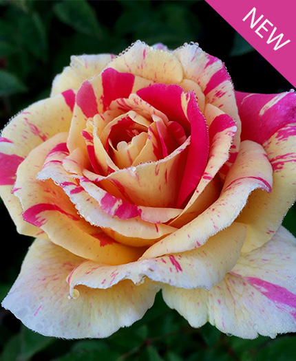 True Delight True Bloom Roses