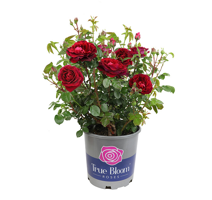 True Bloom Rose Varieties® | Altman Plants